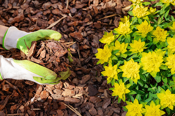mulch in the garden, delivered by Crossroads Property Services in Grand Haven MI